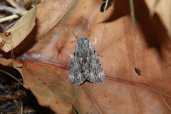 Catocala sordida