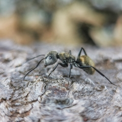 Camponotus arboreus