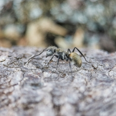 Camponotus arboreus
