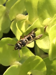 Parancistrocerus minimoferus
