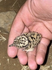 Vanellus coronatus