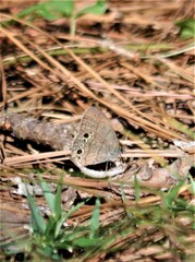 Hermeuptychia sosybius