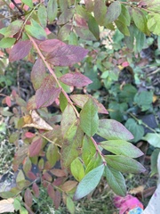 Vaccinium elliottii
