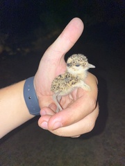 Vanellus coronatus