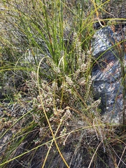 Erica penicilliformis