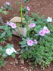 Catharanthus roseus