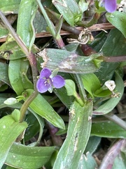 Murdannia keisak