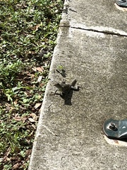 Agama picticauda