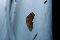 Plagodis phlogosaria