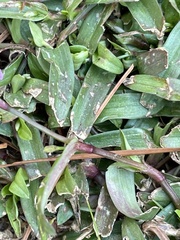 Murdannia keisak