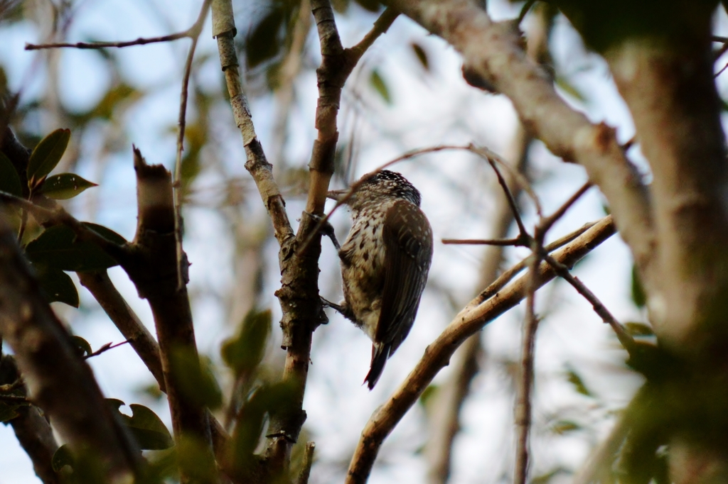 Picumnus albosquamatus guttifer