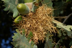 Andricus caputmedusae