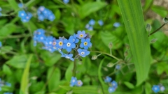 Myosotis sylvatica