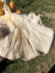 Pleurotus populinus