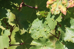 Colomerus vitis