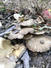 Pleurotus populinus