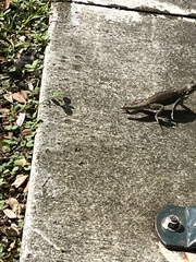 Agama picticauda