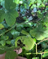 Rubus