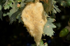 Andricus theophrasteus