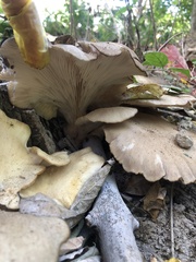 Pleurotus populinus