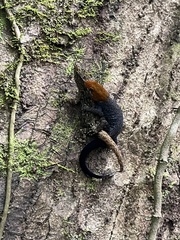 Gonatodes albogularis