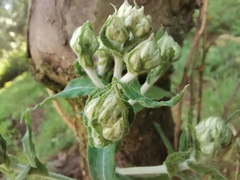 Gnaphalieae