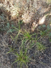 Cyperus eragrostis