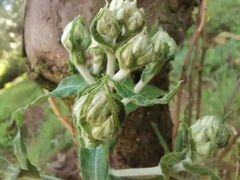 Gnaphalieae