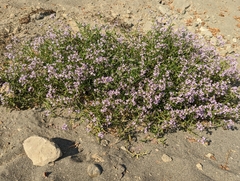Cakile maritima