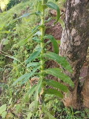 Gnaphalieae