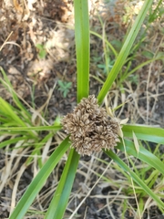 Cyperus eragrostis