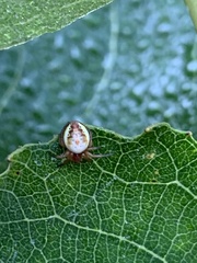 Araniella displicata