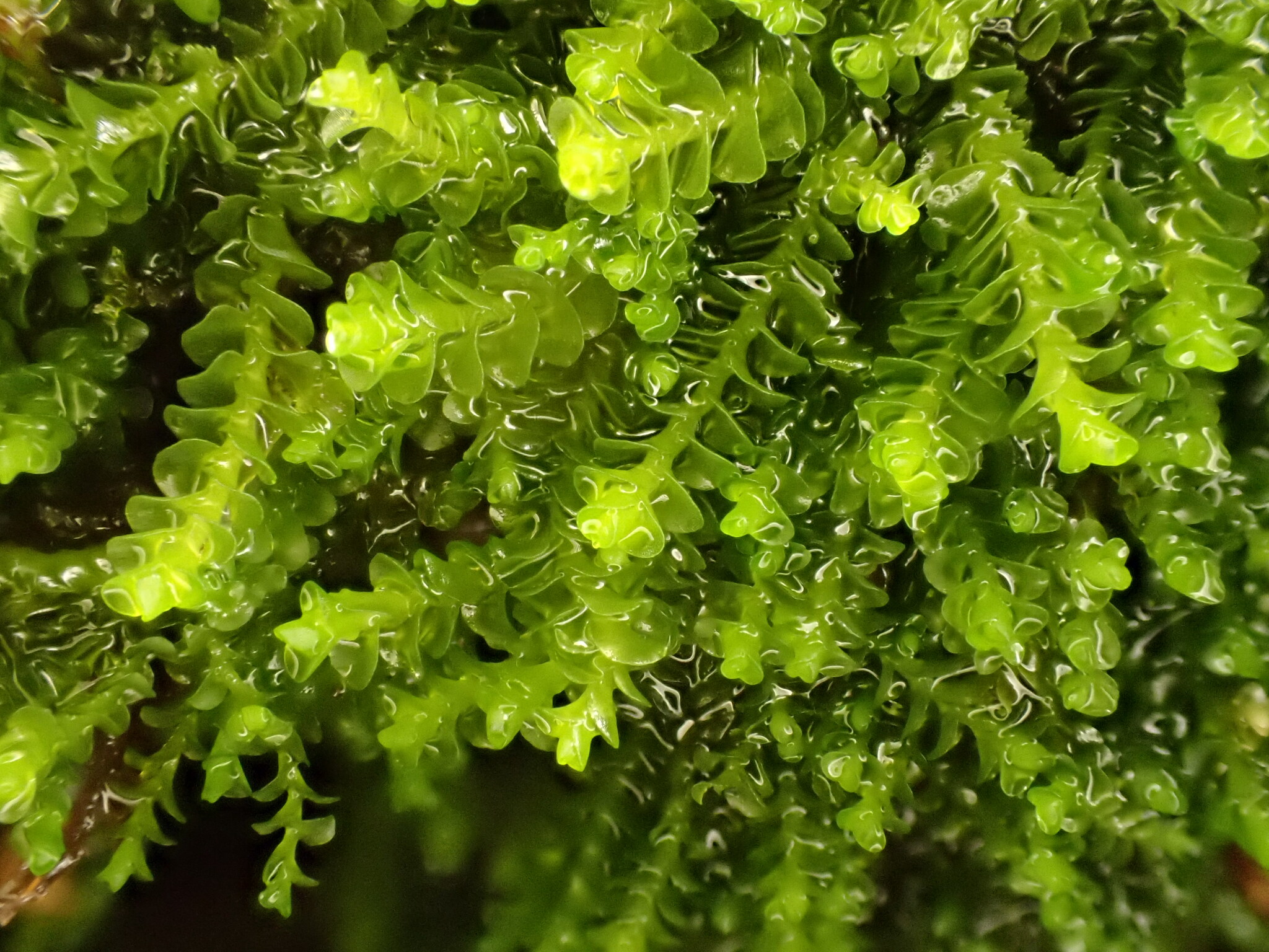 Solenostoma obovatum