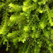Egg Flapwort - Photo (c) Stefan Gey, some rights reserved (CC BY-NC), uploaded by Stefan Gey
