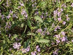 Cakile maritima