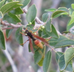 Polistes comanchus