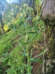 Gnaphalieae