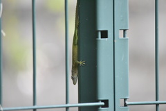 Anolis marmoratus