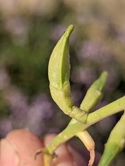 Cakile maritima