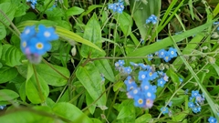 Myosotis sylvatica