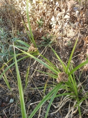 Cyperus eragrostis