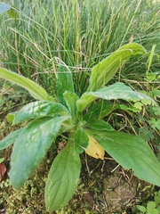 Gnaphalieae