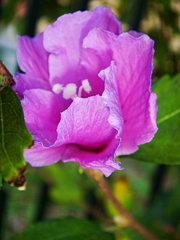 Hibiscus syriacus