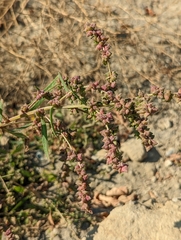 Atriplex