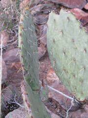 Opuntia engelmannii