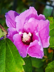 Hibiscus syriacus
