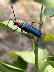 Stenaspis verticalis insignis