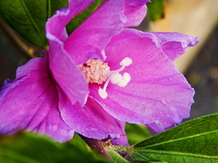 Hibiscus syriacus