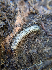 Scolecocampa liburna