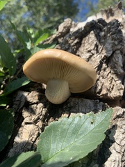 Hypsizygus